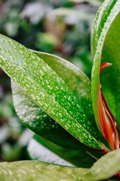 Wassertropfen Auf Grünes Blatt Tau Nach Regen — Stockfoto