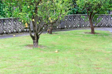 İspanya 'nın bahar bahçesindeki limon ağacı