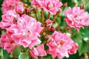 Tomurcuklu parlak pembe güller. Yaz bahçesinde güzel pembe güller. Pembe yaz çiçekleriyle dolu bir arka plan..