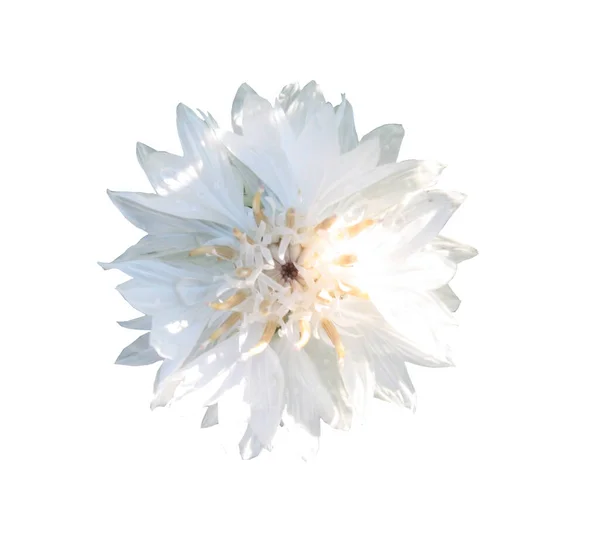Fehér Búzavirág Vagy Agglegény Gomb Virág Fej Elszigetelt Fehér Alapon — Stock Fotó