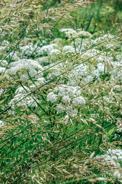 Fält Grönt Gräs Och Vita Blommor — Stockfoto