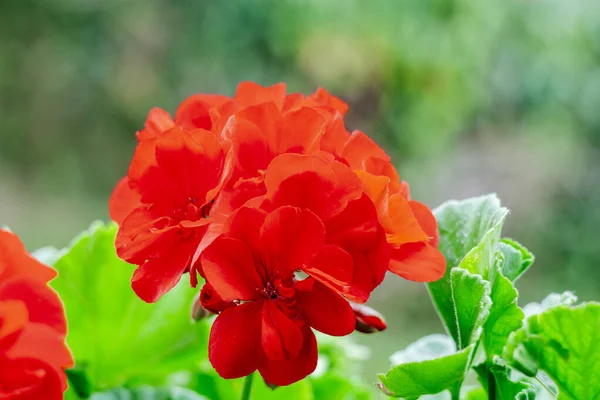 Red Garden Geranium Garden Background — Stock Photo, Image