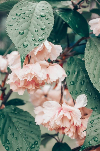 Japansk Körsbärsblomma Våren — Stockfoto