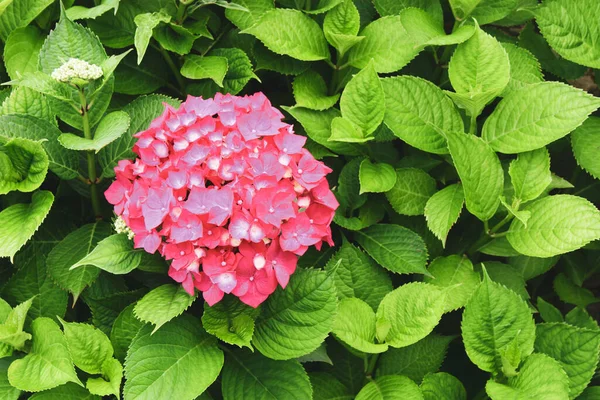 美丽的粉红色海德拉花 夏天有滴水 自然背景 — 图库照片