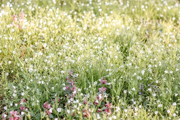 Nahaufnahme Der Grünen Sommerwiese — Stockfoto