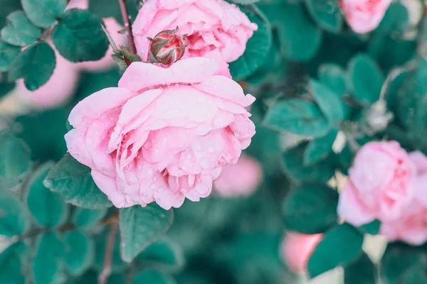 Hermosas Rosas Rosadas Jardín Verano Fondo Con Muchas Flores Rosadas — Foto de Stock