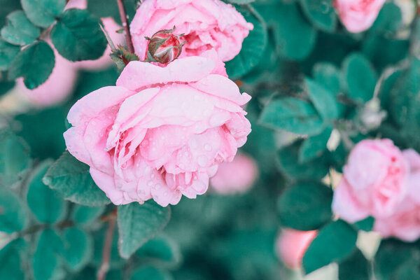 Розовый цветок в летнем саду. Фон с множеством розовых летних цветов.