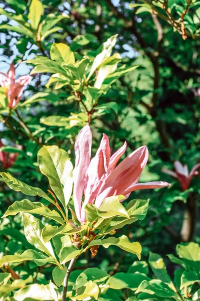 木兰花树 粉色花 春季季节 — 图库照片