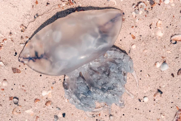 Grandes Medusas Orilla Del Mar Playa Día Verano Primer Plano —  Fotos de Stock