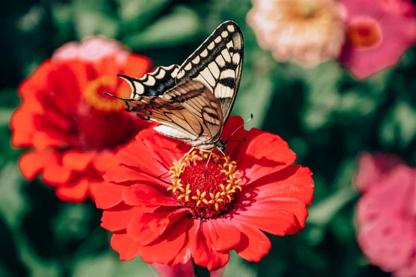 Batı Kaplanı Kırlangıç Kelebek Kızıl Zinnia — Stok fotoğraf