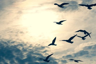 Mavi bulutlu gökyüzünde uçan martı sürüsü