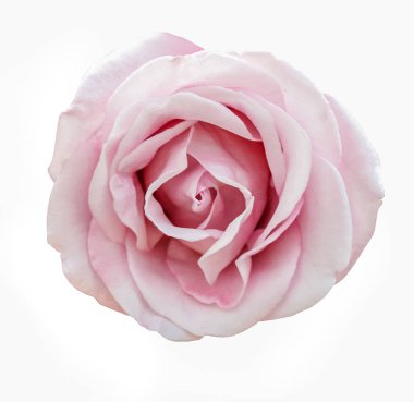 Beyaz arkaplanda izole edilmiş pembe gül çiçeği