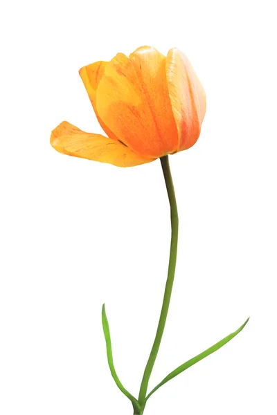 Fresh Yellow Tulip White Backgroun — Stock Photo, Image