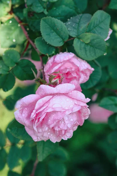 Růžové Růže Zahradě — Stock fotografie