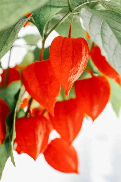 Buquê Physalis Groselha Vermelha Capa — Fotografia de Stock