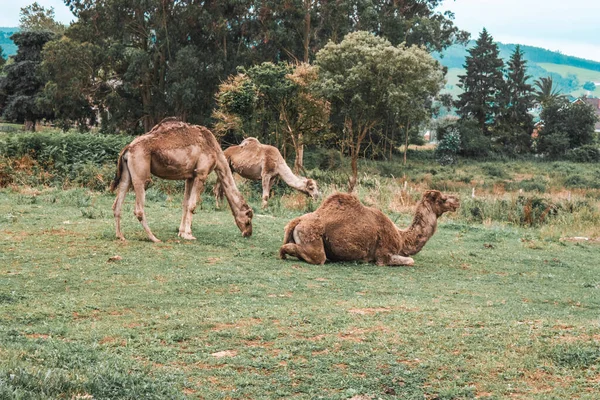 Kamelen Het Groene Grasveld — Stockfoto