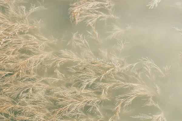 Green Water Algae Bottom River Magic Background — Stock Photo, Image