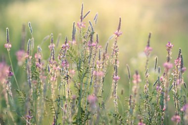 çiçekli çayır Close-Up