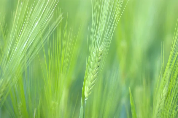 Green wheat spikelets — Stock Photo, Image