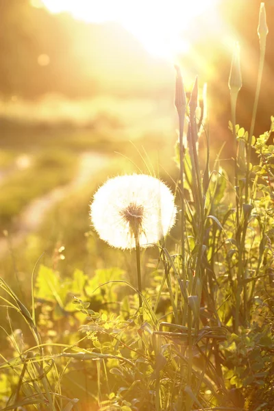 Vacker blommig bakgrund. — Stockfoto