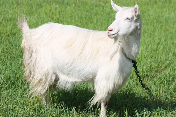 Geit op een veld — Stockfoto