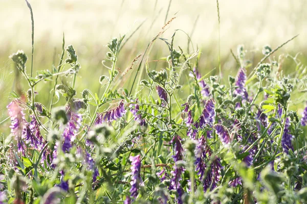 Morning on meadow — Stock Photo, Image