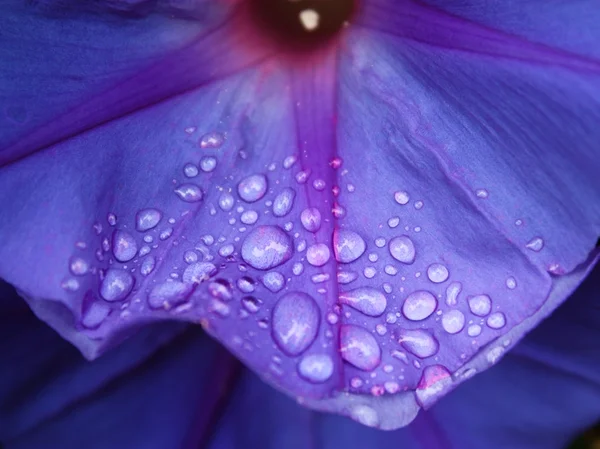 Blå blomma med droppar — Stockfoto