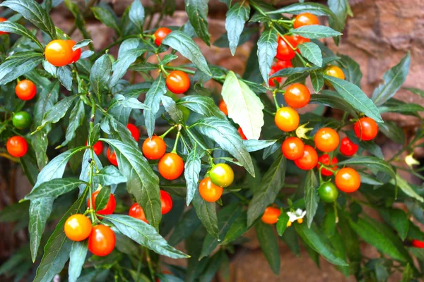 茄属植物的浆果 — 图库照片