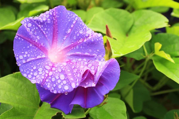 Morning Glory fiore con gocce — Foto Stock