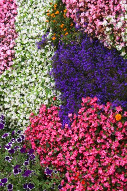 Çiçek Impatiens halı