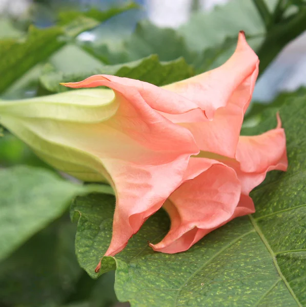 Datura (angel trumpet) flower — Stock Photo, Image
