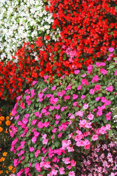 A virágok Impatiens szőnyeg Jogdíjmentes Stock Fotók