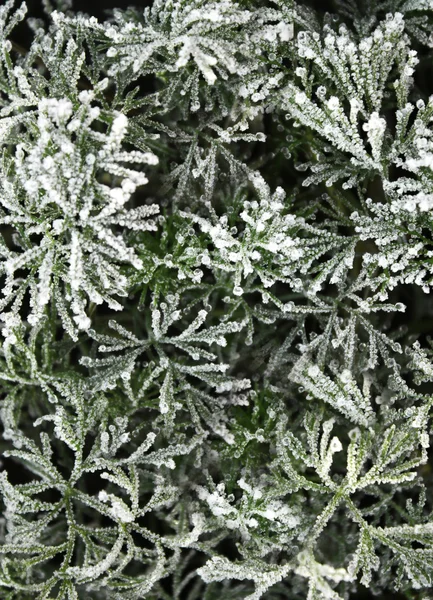 Frost auf dem Gras lizenzfreie Stockbilder