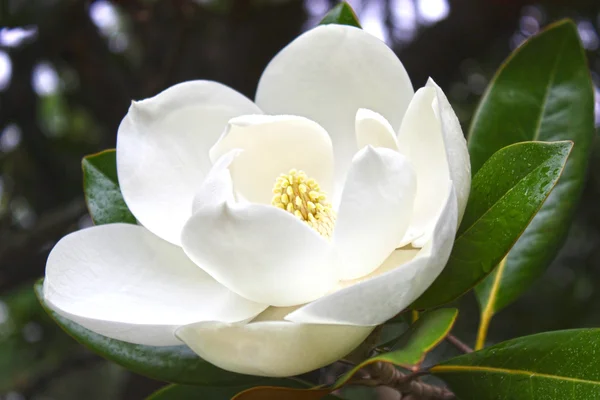 Fehér virág, a magnólia, citromfű vetőmag — Stock Fotó