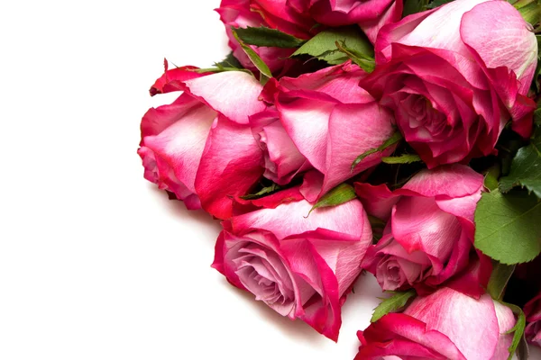 Pink roses — Stock Photo, Image