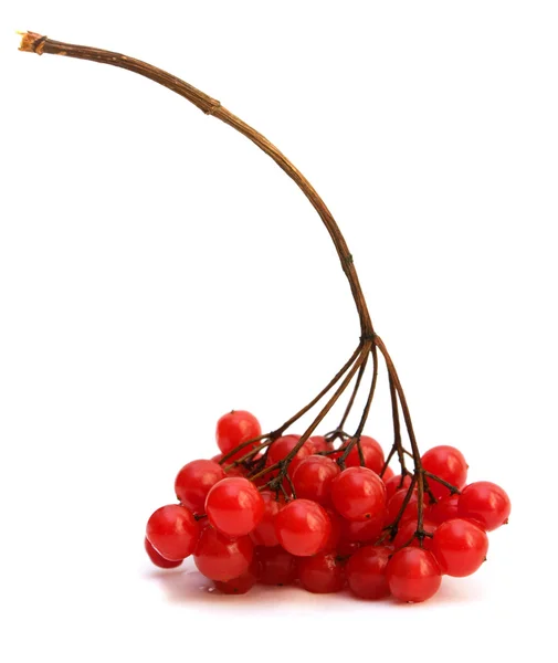 Viburnum branch — Stock Photo, Image