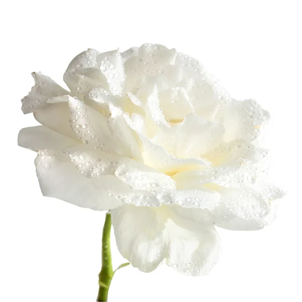Biała Róża Obraz Stockowy