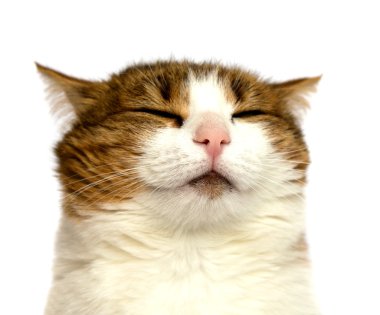 Domastic kedi