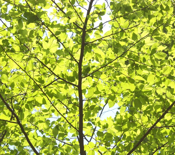 緑の葉。春の背景 — ストック写真
