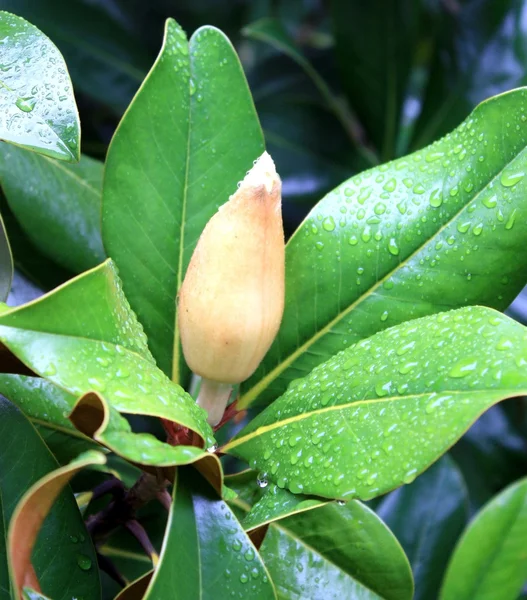 Magnolienknospe — Stockfoto