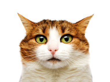 kedi portre