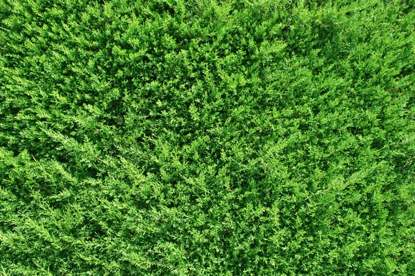 Thuja の緑の背景 — ストック写真