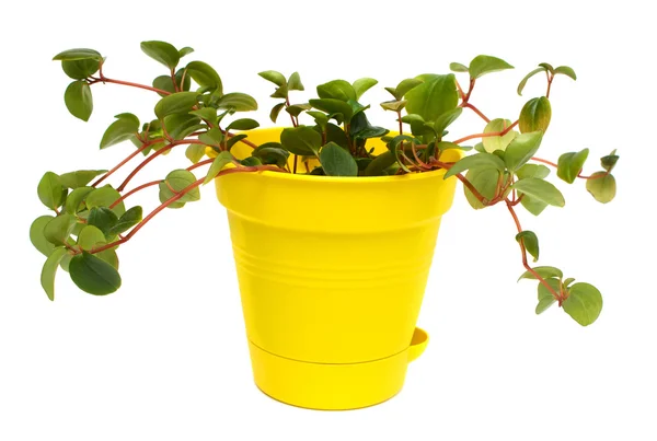 Indoor plant — Stock Photo, Image