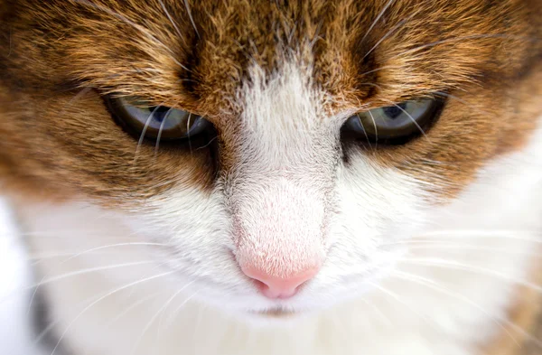 Retrato de gato — Fotografia de Stock