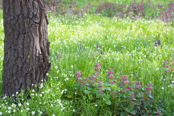 Квіти в лісі навесні — стокове фото