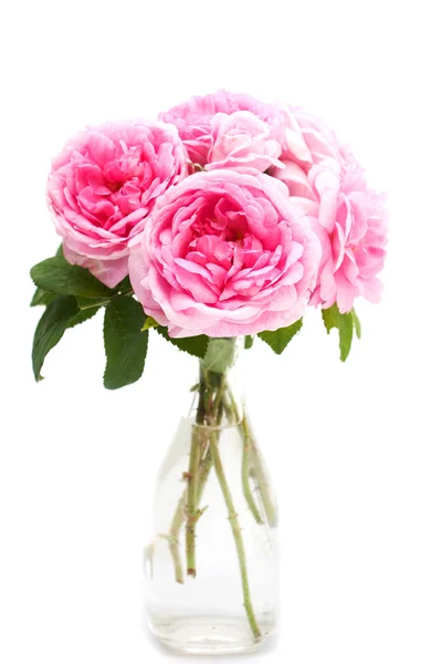 Pink roses — Stock Photo, Image