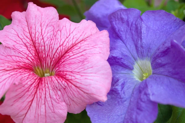 Pink and blue petunia blooms. — Stock Photo, Image