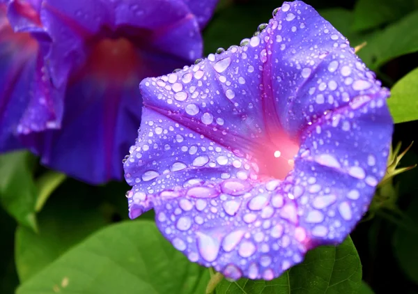 滴と花の朝顔 — ストック写真