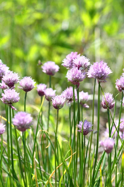 Purple wild leek flowers — Stock Photo, Image