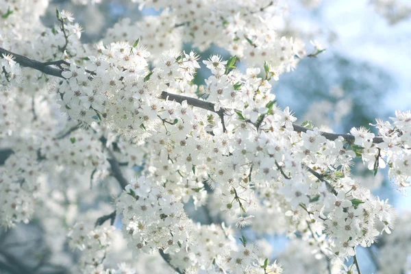 Bloemen van de Kerspruim — Stockfoto